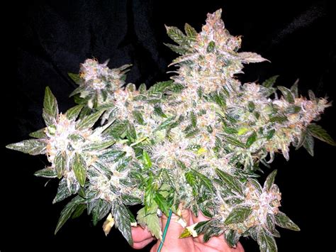 Best led grow lights for weed in 2019. Can you really grow marijuana with LEDs? | Grow Weed Easy