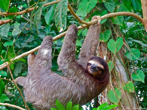 Dangerous Animals In Costa Rica Rainforest at Juan Cline blog