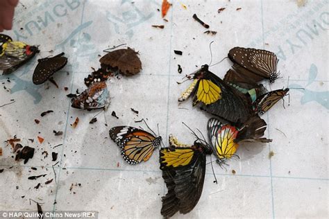 Chinese Exhibition Release Butterflies To Promote Conservation But Most