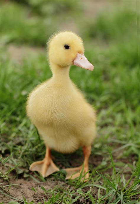 Small Cute Duckling Outdoors 2325235 Stock Photo At Vecteezy