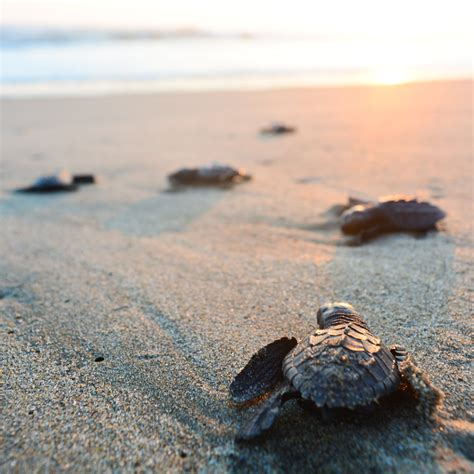 Witness The Miracle Baby Sea Turtles Hatching