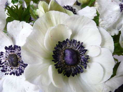 Upon arrival, check that the petals are not. White Anemone Flower - a gallery on Flickr
