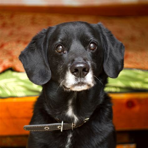 Free Images Puppy Black Vertebrate Labrador Retriever Dog Breed