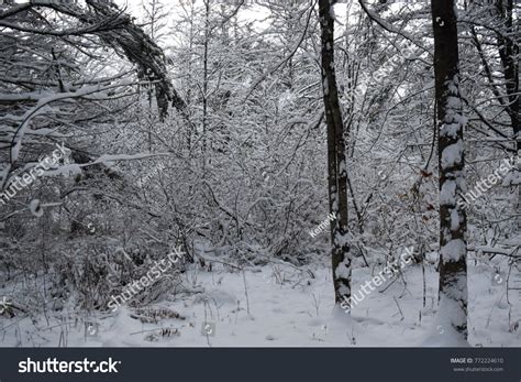 Woods After Snowfall Snowfall Photo Image Woods Royalty Free Stock