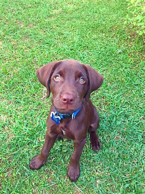 Three Months Old Chocolate Lab Chocolate Lab Labrador Retriever