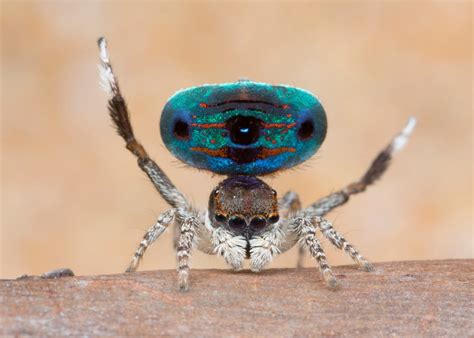 5 New Species Of Colorful Spiders Discovered In Australia