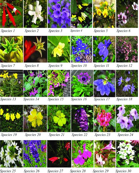 Types Of Flowering Plants With Pictures And Names
