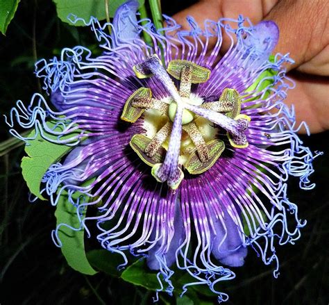 Many different shapes of leaves but almost all leaves have a distinguishing. Purple Passion Flower Vine 25 seeds delicious fruit by ...