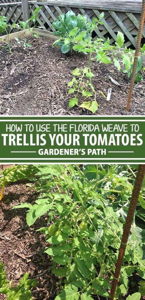 We did not find results for: How to Make Your Own Tomato Trellis or Cage Support | Tomato trellis, Tomato garden, Easy garden