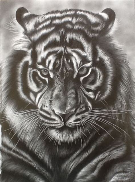 Tiger Face Pencil Drawing Tiger Drawing Tiger Pictures