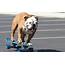 Tillman YouTube’s Iconic “Skateboarding Dog” Has Died