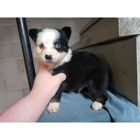 We breed and raise pembroke welsh corgis and have a bloodline that produces blue merles. 3 blue Merle Australian sheperd males available in Jackson ...