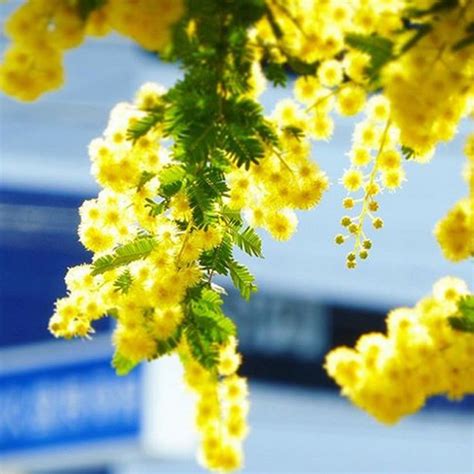 Frasi celebri per la festa della donna. Immagini Frasi Festa Delle Donne Per Amiche