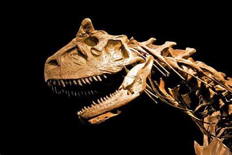 Carnotaurus Mundo Prehistórico Foro De Paleontología