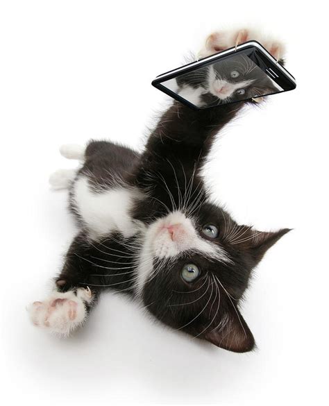 Black And White Kitten Solo 6 Weeks Taking A Selfie Photograph By