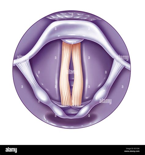 Vocal Folds Hi Res Stock Photography And Images Alamy