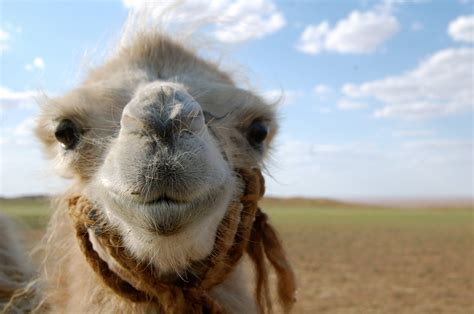 How much does a camel ride cost in egypt? PHOTO: Happy Camel in Mongolia - Susan Shain