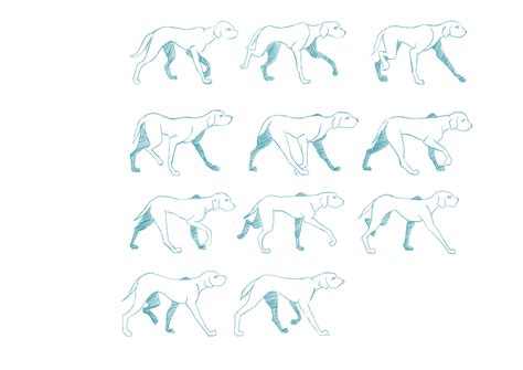 Dog Animation Walk Cycle