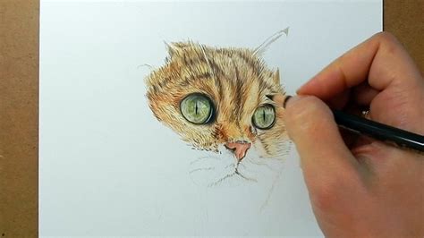 How To Draw Realistic Cat Fur With Colored Pencils Emmy Kalia Video