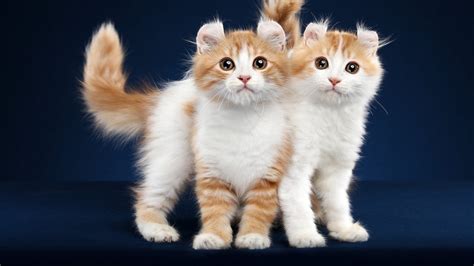 Cute Two Kittens In A Blue Background Hd Animals Wallpapers Hd