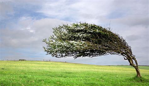 Many free stock images added daily! AusBonsai | View topic - Windswept Style