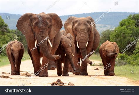 A Herd Of Elephants With Baby Calves Approaches Us Took The Shot At A