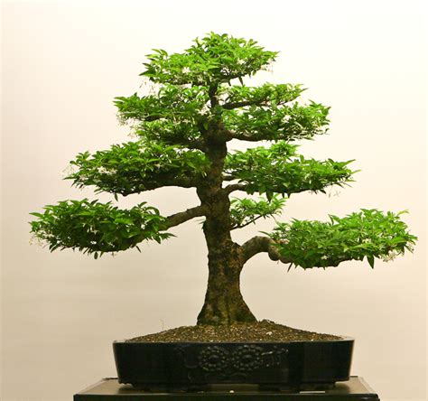 Gratis untuk komersial tidak perlu kredit bebas hak cipta. Gambar Bonsai Gaharu | BISNIS GAHARU