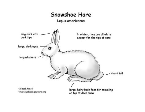 Hare Snowshoe