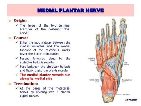 ► shoulder ► elbow ► wrist ► finger ► thumb. Medial plantar nerve - Google Search | Nerve, Muscle, Medicine