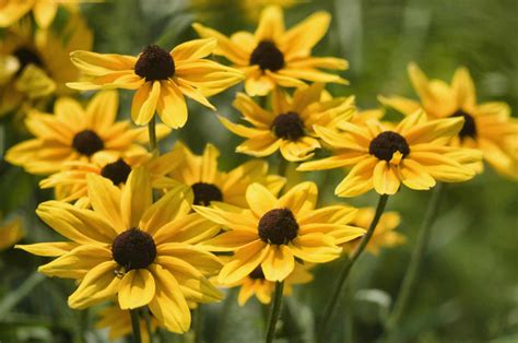 10 Best Sun Loving Flowers Growing In Michigan