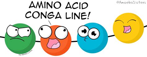 The Amoeba Sisters — What Do You Get After A Little Protein Synthesis