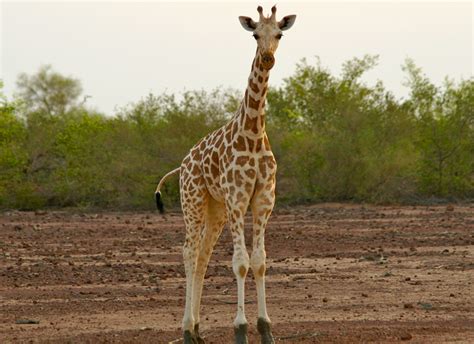 African Animal List, Facts, Conservation Status, Pictures