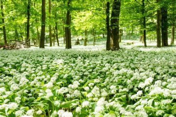 Herbstzeitlosen haben im gegensatz zum bärlauch keinen stiel am ende des blattes. Bärlauch » Wann ist Erntezeit?