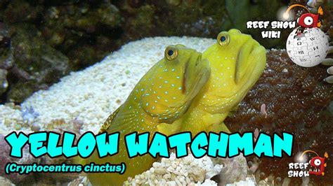 Reef Show Wiki Yellow Watchman Goby Youtube