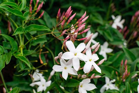 The Way To Develop And Look After Jasmine