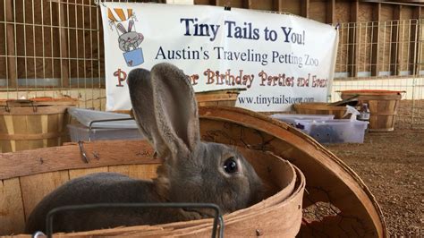 A petting zoo is an environment where domestic and exotic wild species are given for interaction with the public. Tiny Tails to You! | Austin's Traveling Petting Zoo!