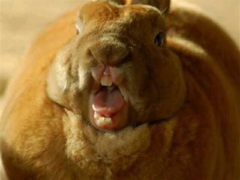 Really Fat Bunny Creature Reference Pinterest