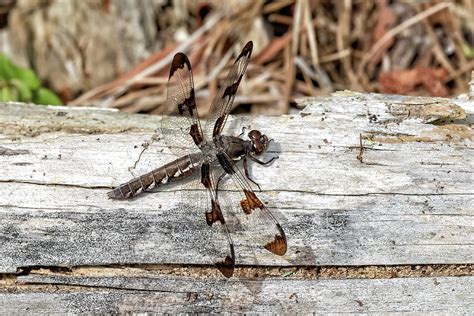 Female Whitetail Dragonfly Photograph By Fon Denton Fine Art America