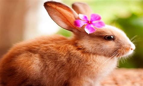 Jun 07, 2019 · funny female rabbit names binky bouncer bunilla ice bunny burbun cadbury carrot cinnabun flopsy flufflestiltskin herbivore hip hop hopper hops hop tart scarlett johansson thumper Female Rabbit Names | cute animal names