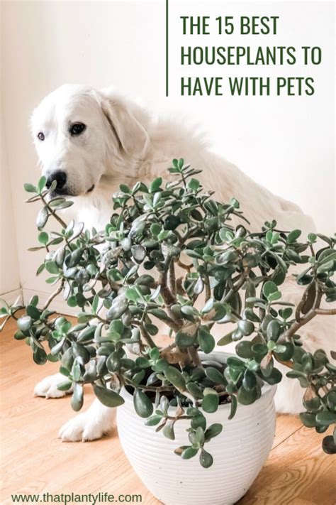 Non Toxic Houseplants Great For Pet Parents That Planty Life