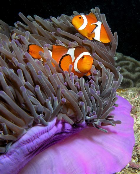 Clownfish Writework