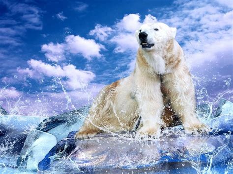 Bears Polar Bears Water Splash Ice Hd Wallpaper Rare Gallery