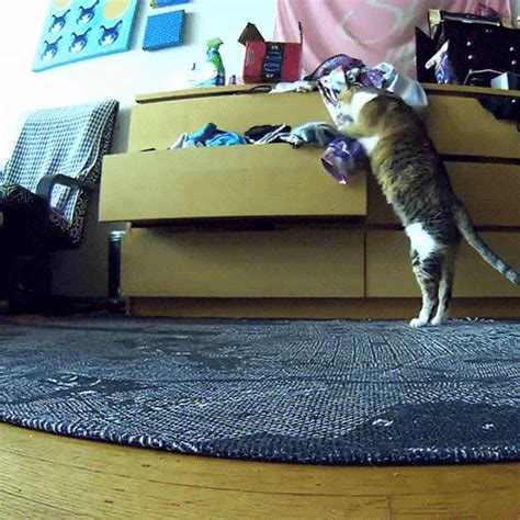 Explore and share the best cute cat gifs and most popular animated gifs here on giphy. 10 Hilarious Moments Caught On Petcube In 2017