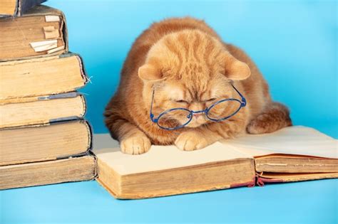 Premium Photo Cute Clever Cat With Glasses Reading A Book The Cat