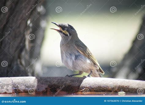 Yellow Faced Honeyeater And X28lichenostromus Chrysopsand X29 Venus Bay Victoria Australia Stock