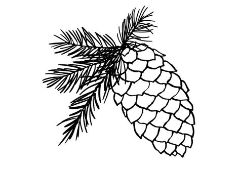 Pine Cone Line Drawing At Explore Collection Of