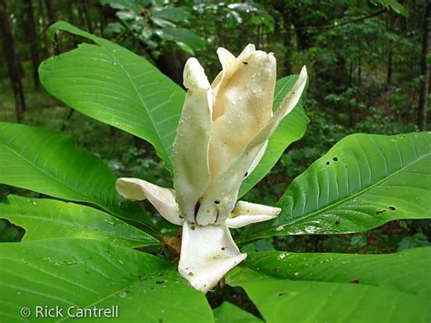 14 more photos view gallery. Florida Native Plant Society (FNPS)