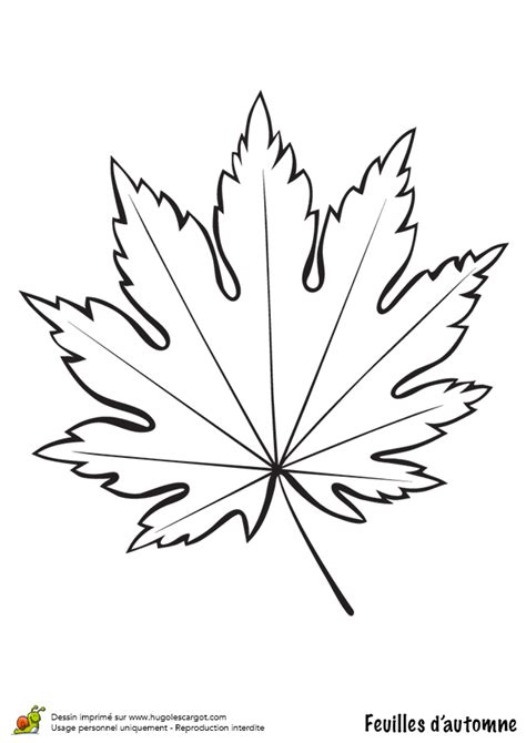 Coloriage / dessin feuilles automne érable | ♣Adult Colouring~Trees