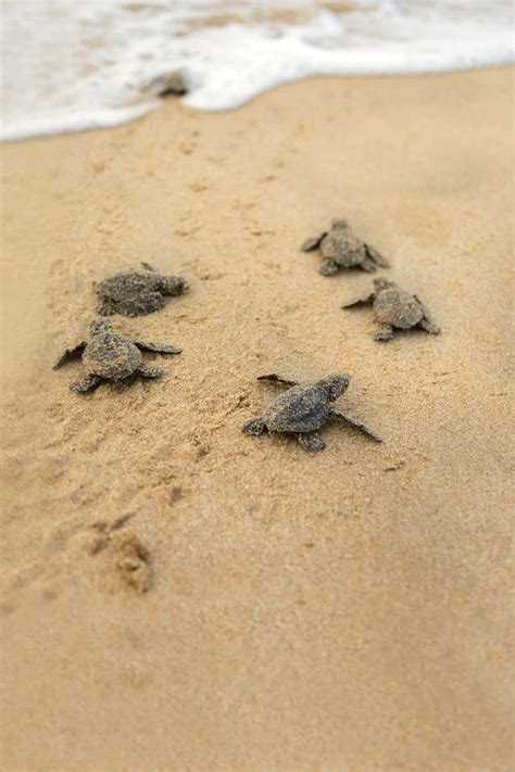 Baby Turtles Making It S Way To The Ocean Stock Image Image Of Little