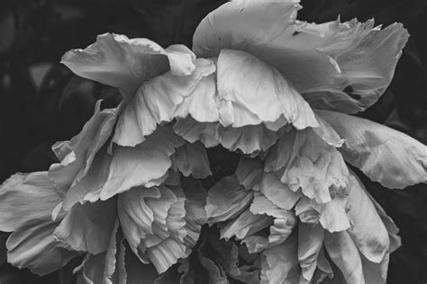 500 Black And White Flower Pictures Hd Download Free Images On